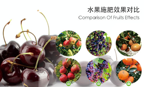 水果解决方案