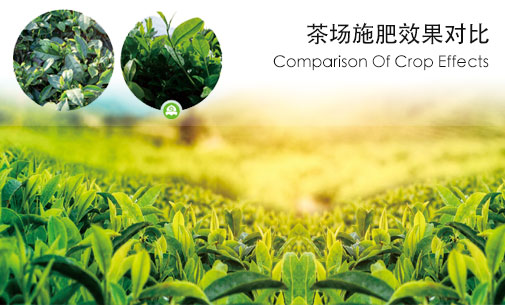 茶业解决方案