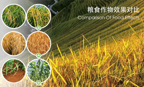 粮食作物解决方案