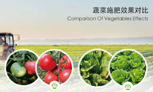 蔬菜施肥案例